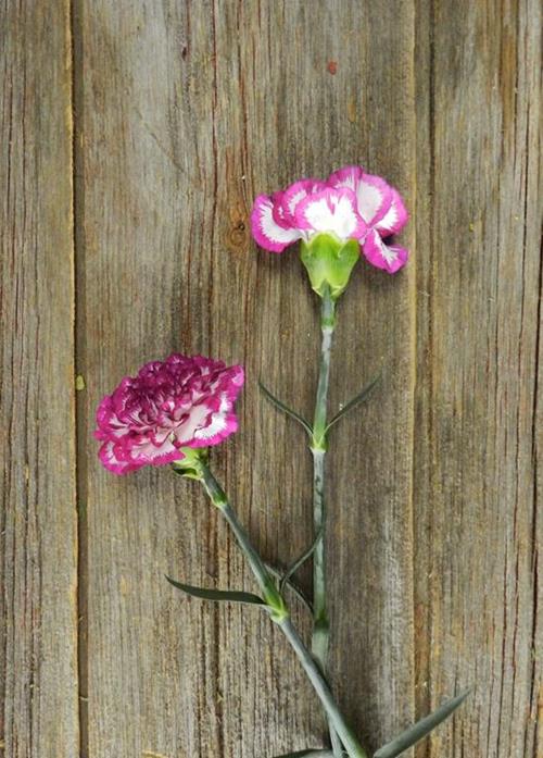 KINO BI-COLOR PURPLE/ WHITE CARNATIONS